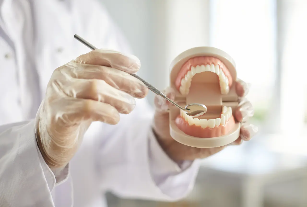 Dentist Holding Jaw Model and Instrument for Oral Health Check